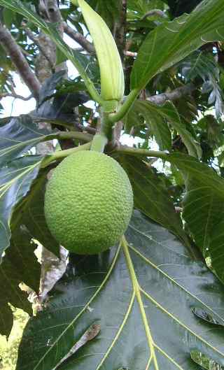 breadfruit