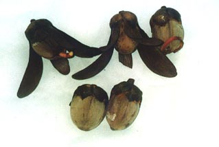 engkabang seeds