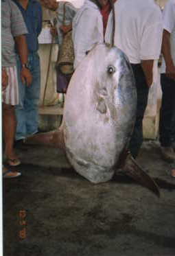 giant sunfish
