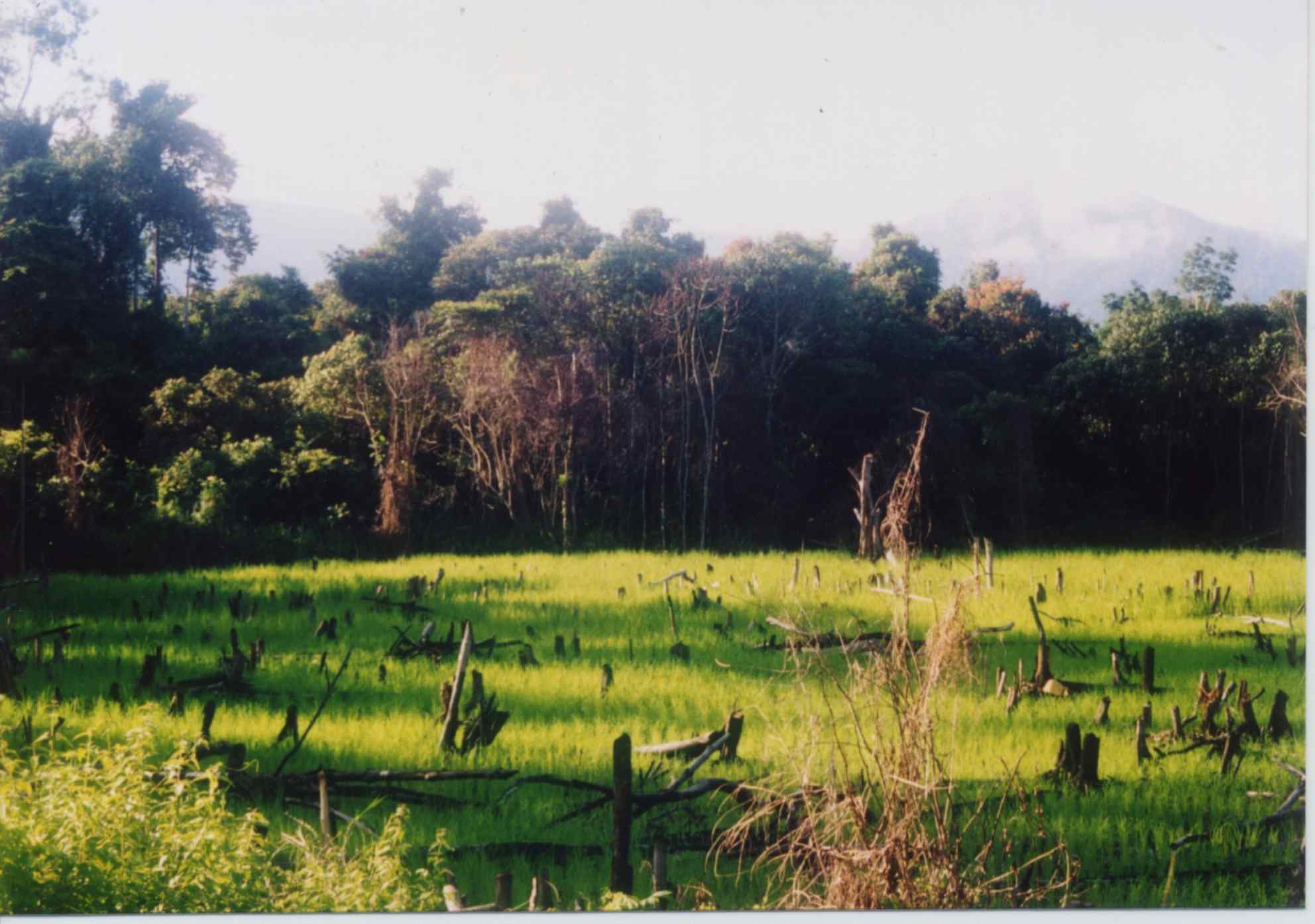 ricefield