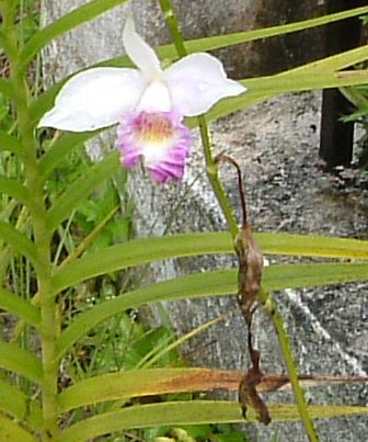 wild orchid