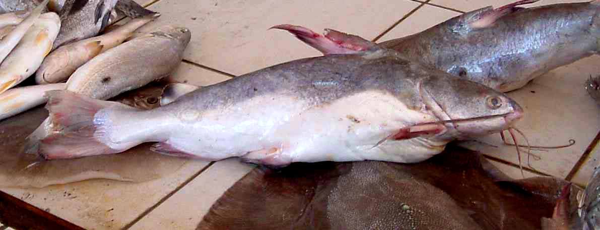 Ikan Lundu/"Lundu" fish