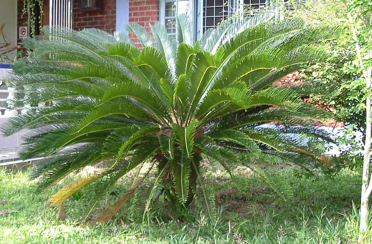 Pictorial Dictionary: Cycad Plants =Common name : king sago palm.
