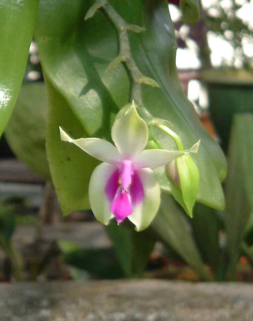 Pokok orkid